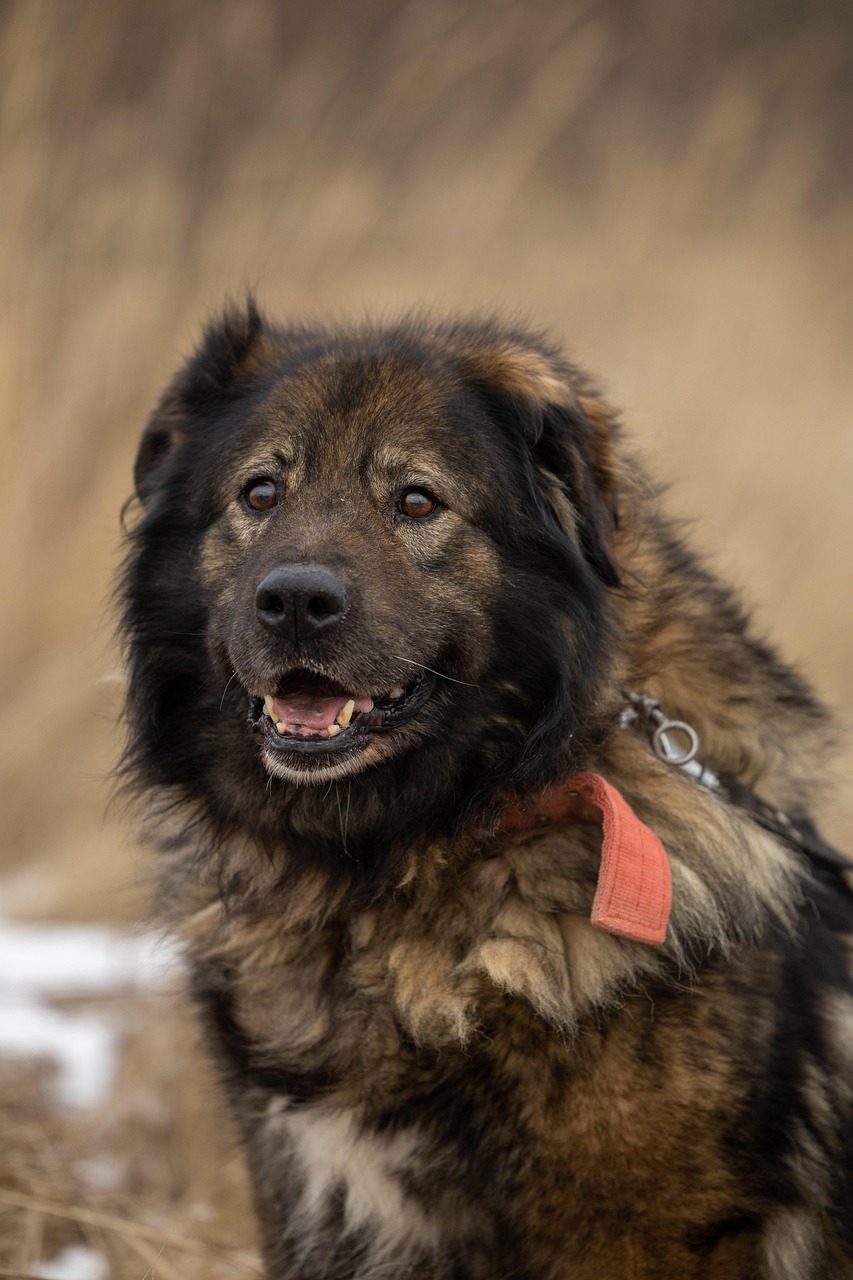 découvrez les exigences d'adoption essentielles pour accueillir un nouvel animal de compagnie dans votre foyer. informez-vous sur les critères : vérifications, conditions et processus à suivre pour garantir le bien-être de votre futur compagnon.