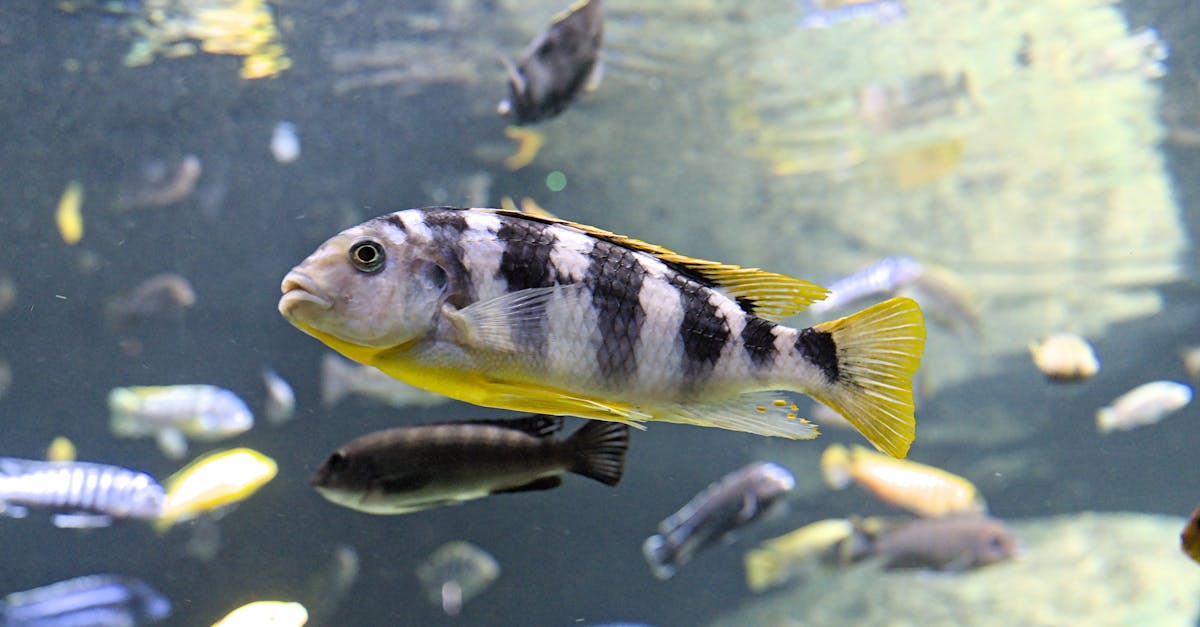 Comprendre l’écosystème des startups : enjeux et opportunités